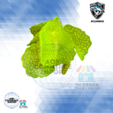 PLANTA ACUÁTICA VERDE LIMÓN ROKASD MI208Y - PECERAS